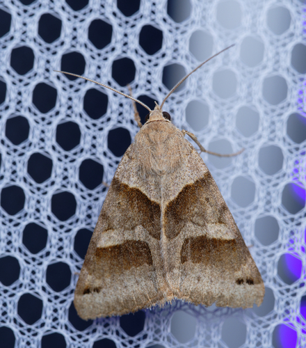 iNaturalist observation photo of Caenurgina