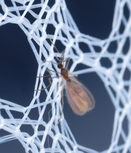 iNaturalist observation photo of Gall and Forest Midges