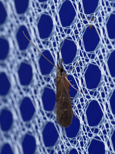 iNaturalist observation photo of Caddisflies