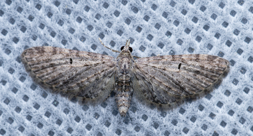 iNaturalist observation photo of Pug Moths