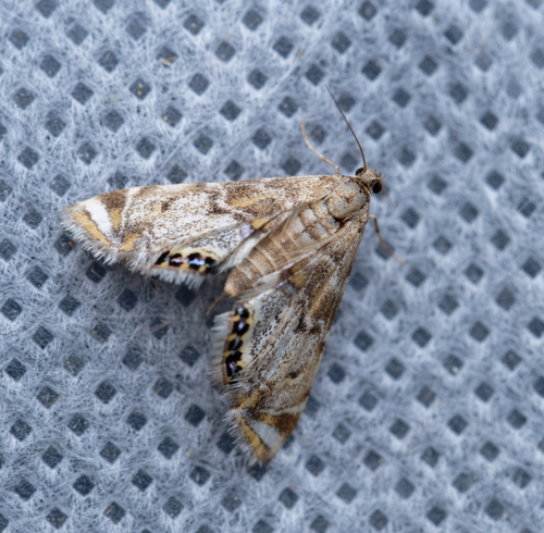 iNaturalist observation photo of Confusing Petrophila
