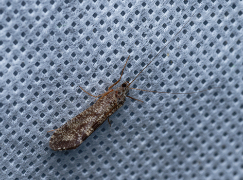 iNaturalist observation photo of Caddisflies