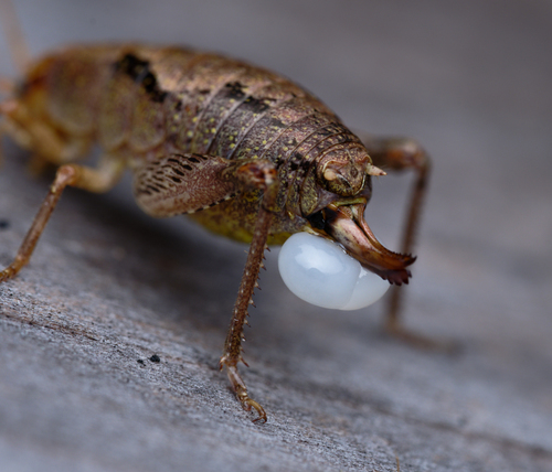 iNaturalist observation photo of Chaparral camel crickets