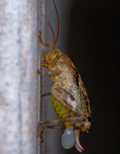 iNaturalist observation photo of Chaparral camel crickets