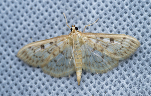 iNaturalist observation photo of Northern Herpetogramma