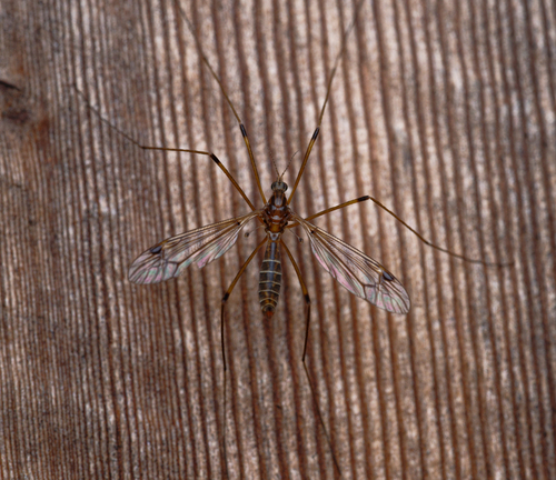 iNaturalist observation photo of Common Crane Flies