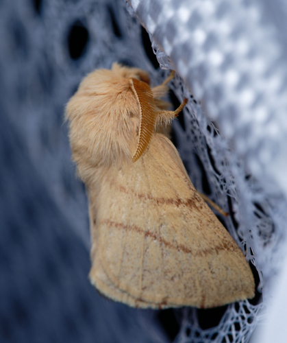 iNaturalist observation photo of Tent Caterpillar Moths