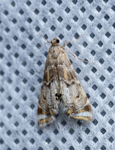 iNaturalist observation photo of Confusing Petrophila