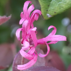 Loropetalum chinense