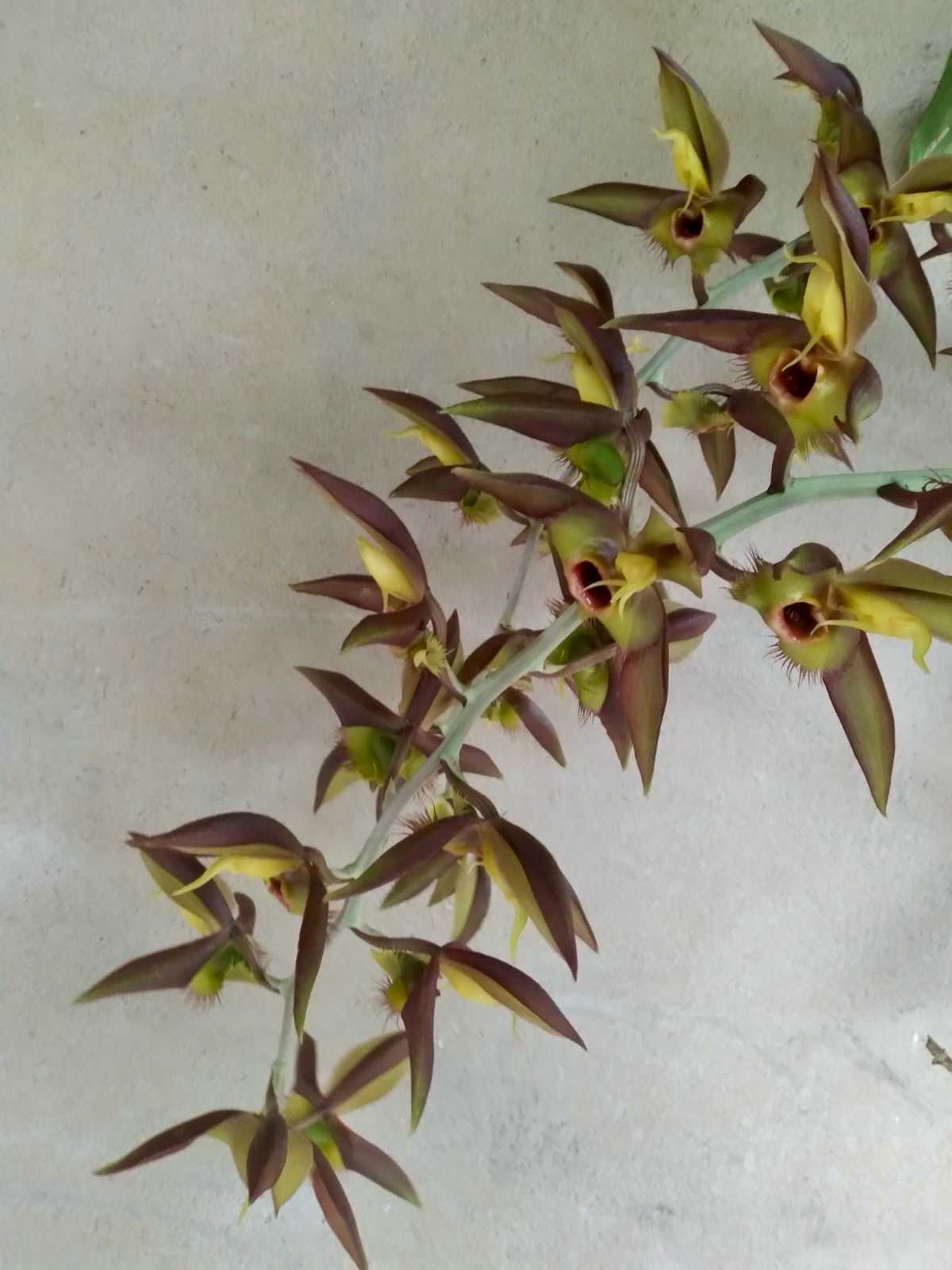 Catasetum osculatum