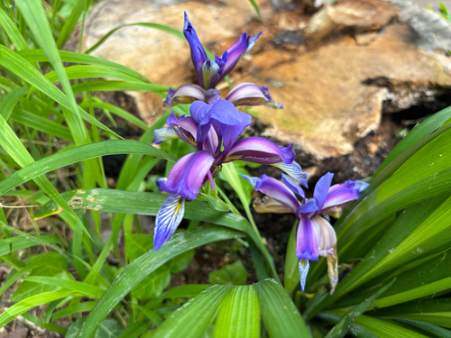 Iris graminea