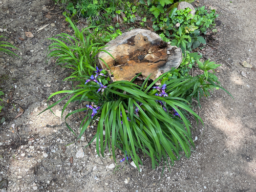 Iris graminea, photograph 1
