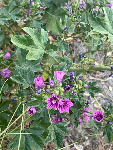 Common Mallow