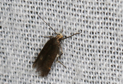 Aproaerema simplexella