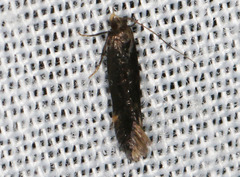 Aproaerema simplexella