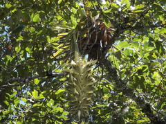 Tillandsia prodigiosa