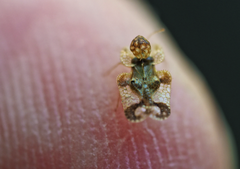 Corythucha juglandis