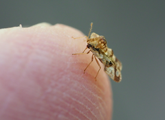 Corythucha juglandis