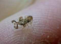 Corythucha juglandis