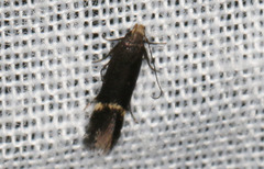 Aproaerema simplexella