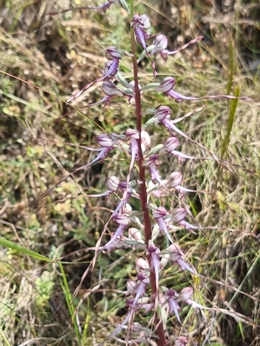 Balkan lizard orchid