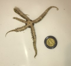 Ophiocoma echinata
