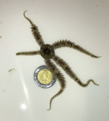 Ophiocoma echinata