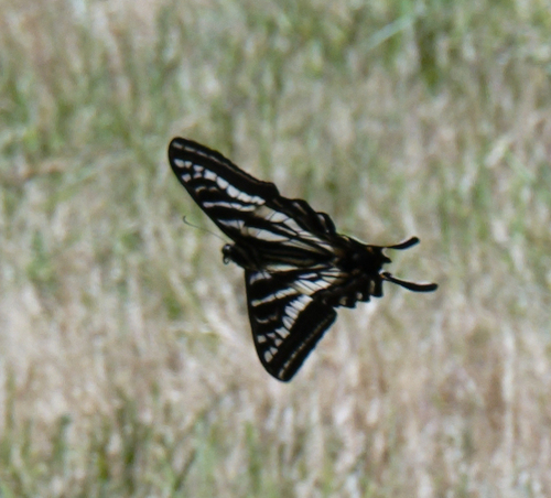 iNaturalist observation photo of Pale Swallowtail