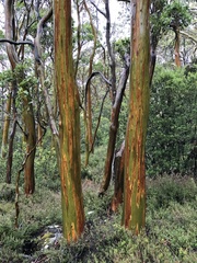 Eucalyptus subcrenulata