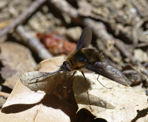 iNaturalist observation photo of Greater Bee Flies