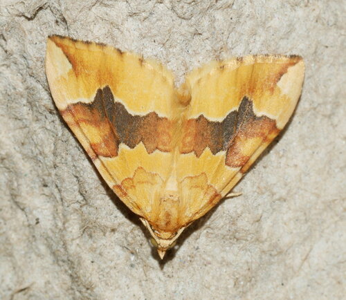 Barred Yellow, Ede, Gelderland, Netherlands, photo 7 of 10