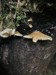 Agaricales