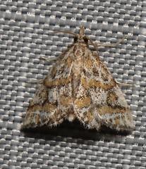 Leptosteges flavifascialis