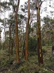 Eucalyptus subcrenulata