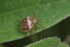 Stagonomus bipunctatus bipunctatus