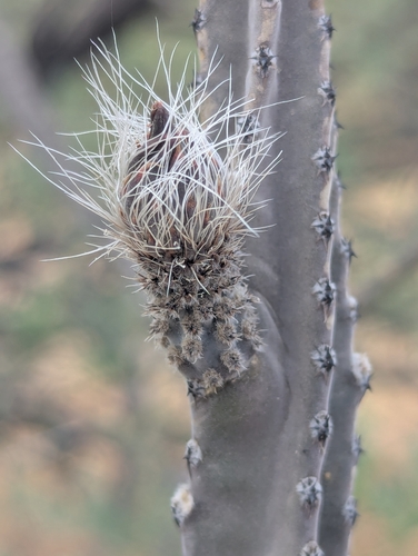 Peniocereus greggii, photograph 5