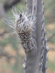 Peniocereus greggii, photograph (c) Rachel Stringham, some rights reserved (CC BY)