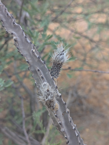 Peniocereus greggii, photograph 6