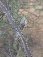 Peniocereus greggii, photograph (c) Rachel Stringham, some rights reserved (CC BY)