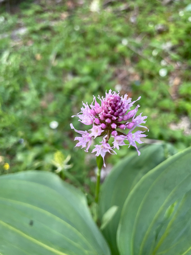 Globe-flowered Orchid