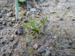 Matricaria