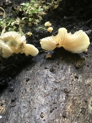 Agaricales