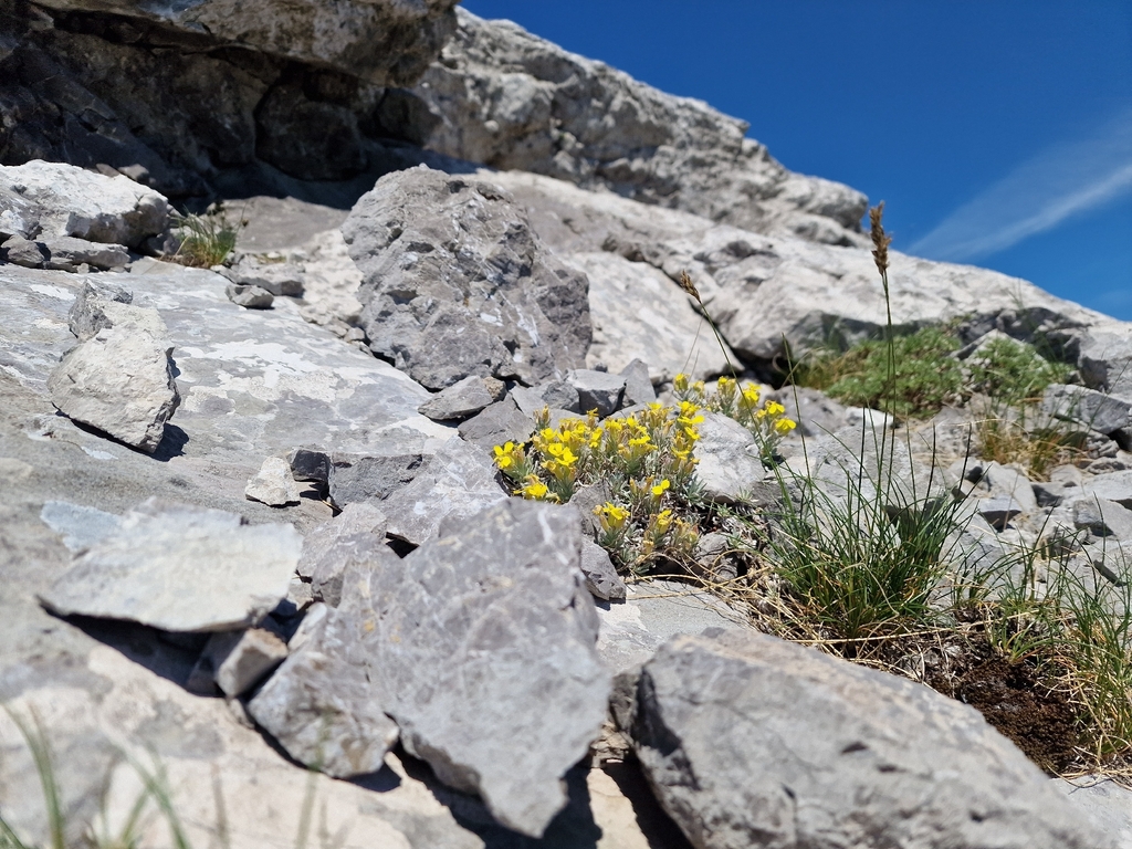 Degenia velebitica; photograph (c) Javna ustanova Park prirode Velebit, some rights reserved (CC BY)