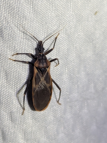 Triatoma rubida