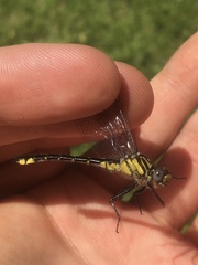 Hylogomphus abbreviatus