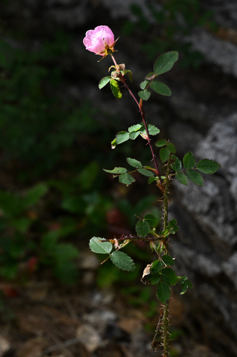 Rosa pinetorum