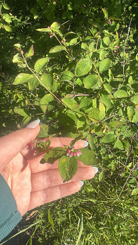Common Snowberry