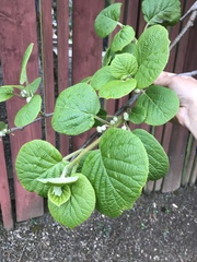 Actinidiaceae