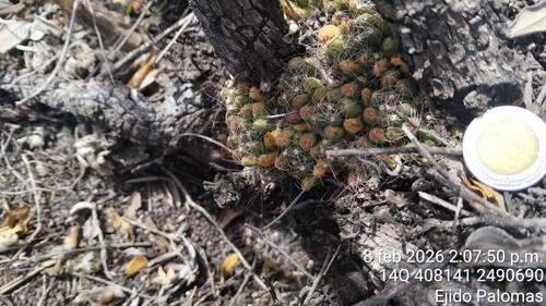 Mammillaria surculosa