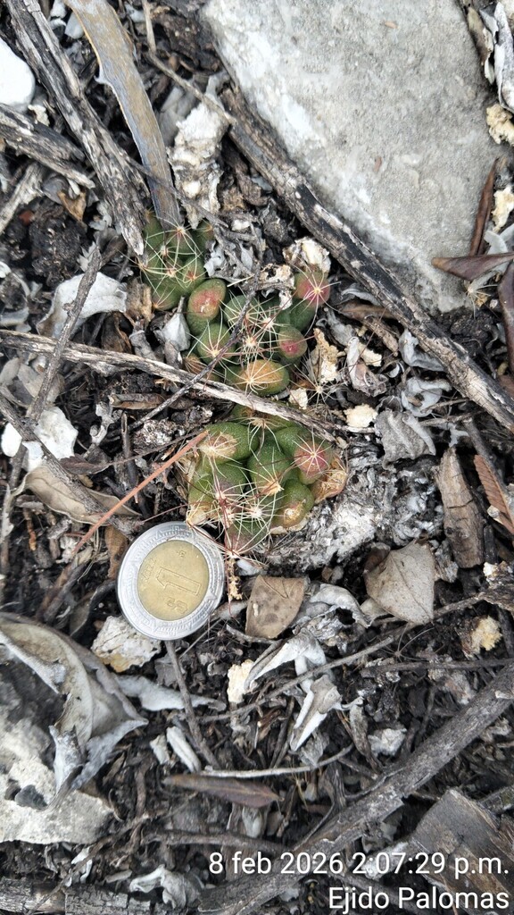 Mammillaria surculosa, San Luis Potosí, MX
